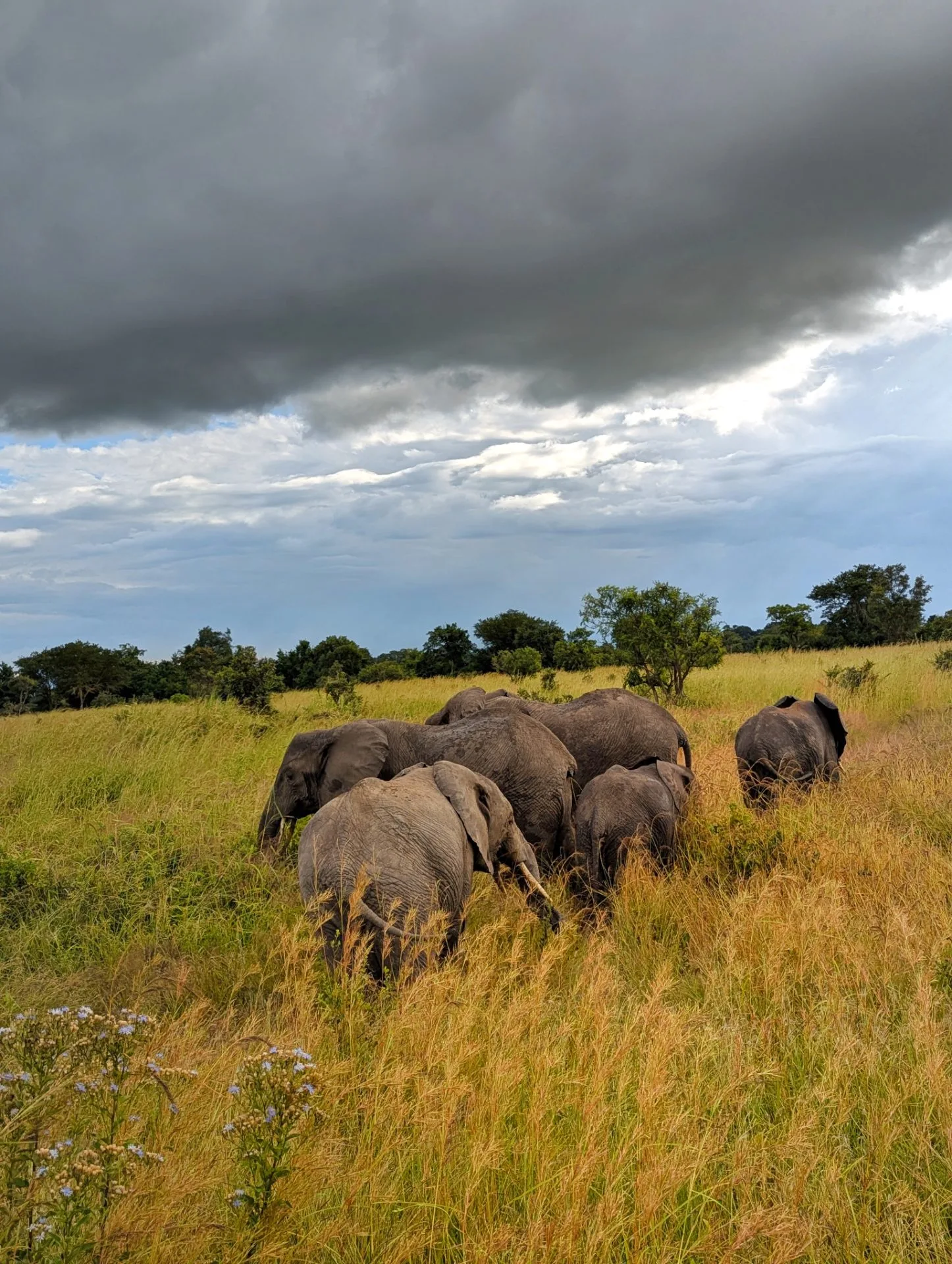 Mikumi National Park